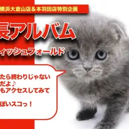 【 スコにゃんの成長アルバム 】ブリっぽいブルースコにゃんの成長記!