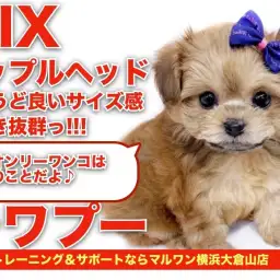 【チワプー】ちょうど良いサイズ感!毛吹き抜群!超オンリーワンコ!