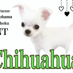 【 チワワ 】ホワイトチワワ君の生後3ヶ月をご紹介