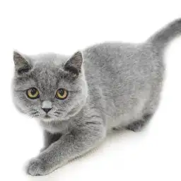 ブリティッシュショートヘア