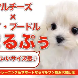 【 MIX 】お子様にも育てやすい丁度いいサイズ感！人気の高いマルプーちゃん！