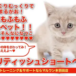 【 ブリティッシュショートヘア 】驚愕の丸顔！クリーミーなずんぐりむっくり登場！