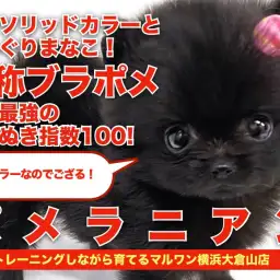 【 ポメラニアン 】まじりっけなしのソリッドブラック!黒たぬきポメ登場!