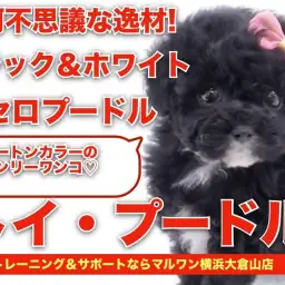【 トイプードル 】摩訶不思議な逸材！！ツートンカラーのオンリーワンコ！