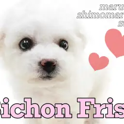 【 ビションフリーゼ 】アフロ犬、兄弟での入店は必見！小柄で甘えん坊な女の子