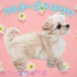 【 MIX犬 】志村坂下店空前のMIXブーム沸騰中！激かわマルチワ登場！