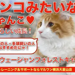 【 ノルウェージャン 】散歩・お手入れ朝飯前！超フレンドリーキャットに成長！