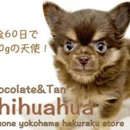 【 チワワ 】生後60日でわずか500g！ずんぐりむっくり体型がたまらない！