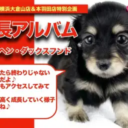 【 ダックスちゃんの成長アルバム 】元気いっぱい天真爛漫なダックスちゃんの成長記！