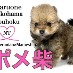 【 MIX 】港北NT店12年目にして初登場!ポンシーちゃんがやってきました