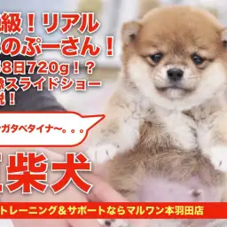 【 豆柴 】生後58日目で体重が720g！リアルぷーさんがやってきた！