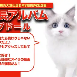 【 ラグドール成長アルバム 】幸せを呼ぶハチワレ模様のラグドールちゃんの成長記