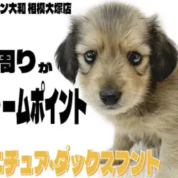 【 ミニチュアダックスフント 】表情と口周りが可愛いダックスの生後2ヶ月レビュー