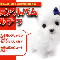 【 MIXマルチワアルバム 】つぶらな瞳がかわいいマルチワちゃん成長記