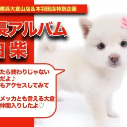 【シロちゃんの成長アルバム】柴犬のメッカ大倉山店に降臨!待望の白柴ちゃんの成長記!!