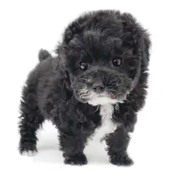 トイ・プードル