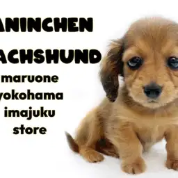 【 カニンヘンダックスフント 】生後71日体重601g!極小サイズのレッドガール