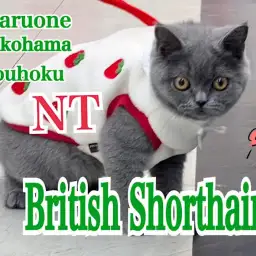 【 ブリティッシュ 】表情で楽しくコミニュケーション取れちゃう4ヶ月のブリちゃん