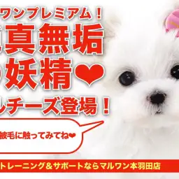 【 マルチーズ 】ルックス抜群のマルチーズ！元気さ愛らしさは天使クラス！