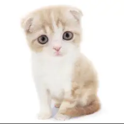 スコティッシュフォールド