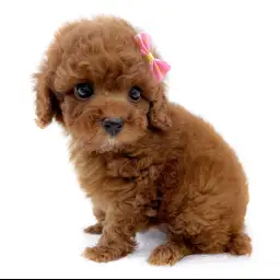 トイ・プードル