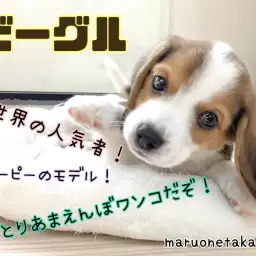 【 ビーグル 】全世界の人気者！おっとりあまえんぼワンコ！