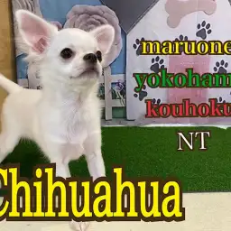 【 チワワ 】可愛いさ満点!元気なチワワくん4ヶ月の今