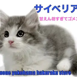 【 サイベリアン 】抱っこ大好き!甘えん坊すぎるわんこのようなにゃんこ降臨