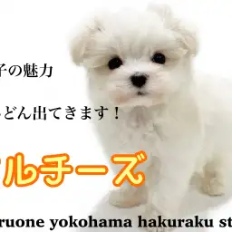 【 マルチーズ 】胴長短足のベビーフェイス!見た目も中身もあざとさ抜群