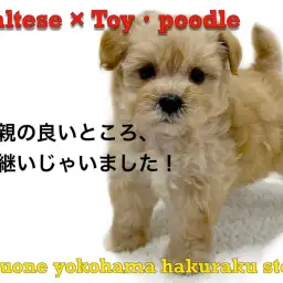 【 MIX 】初心者必見!落ち着きと活発さを兼ね備えたハイブリットMIX犬