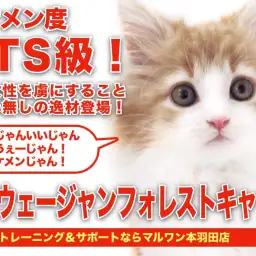 【 ノルウェージャン 】イケメン度BTSクラスの赤い被毛を持った王子様登場!