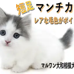 【 マンチカン 】短足とホワイトバンの毛色が特徴!可愛い表情と短い猫パンチに注目