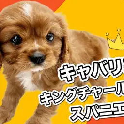 【 キャバリア 】ちょっぴり珍しいルビーカラー！最高の家庭犬キャバちゃん！
