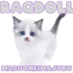 【 ラグドール 】口元のブルーポイントが我が子の印!甘えん坊な癒し系の美猫登場!