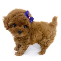 トイ・プードル