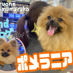 【 ポメラニアン 】抱っこもお散歩も大好き!生後7ヵ月になったよ2ndブログ