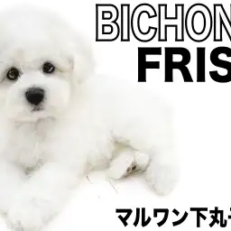 【 ビションフリーゼ 】豊富な被毛と優しい性格を持ち合わせた、アフロ子犬現る！