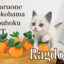 【 ラグドール 】青い瞳の肩乗りにゃん子がやって来た!