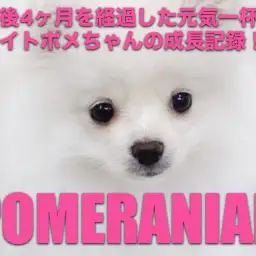 【 ポメラニアン 】生後4ヶ月を経過した元気一杯ホワイトポメちゃん!