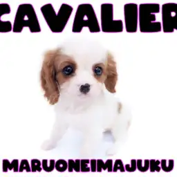 【 キャバリア 】初心者必見!王道ブレンハイムカラーの癒し系美少女が聖地に降臨!