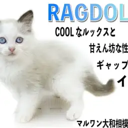 【 ラグドール 】トーティーカラーのクールな容姿と甘えん坊な性格のギャップがイイ