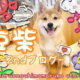 【 豆柴 】お手入れは至福のひととき!優しい社交性を持つ生後6ヶ月の2ndブログ