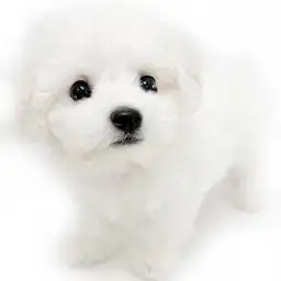 ビションフリーゼ