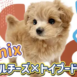 【 MIX犬 】パパママのいい所取り！大人気MIX犬のマルプーくん！