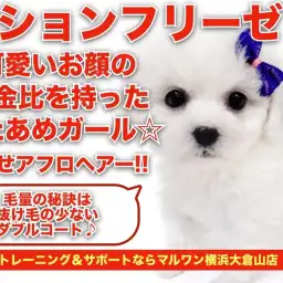 【 ビションフリーゼ 】可愛いお顔の黄金比を持ったフワフワわたあめガール!