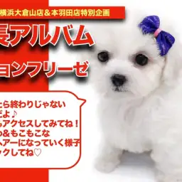 【 ビションちゃんの成長アルバム 】目指せアフロヘアーなビションちゃんの成長記！