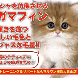 【 ラガマフィン 】ペルシャを彷彿させる猫界のテディベアがやってきた!