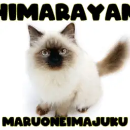 【 ヒマラヤン 】生後7ヶ月を迎えたマイペースで甘えん坊なおっとりニャンコ!