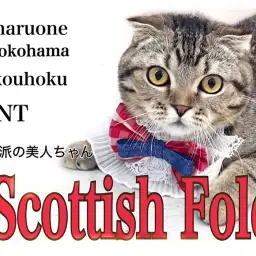 【 スコティッシュフォールド 】正統派の美人ちゃん!育てやすいスコティッシュ