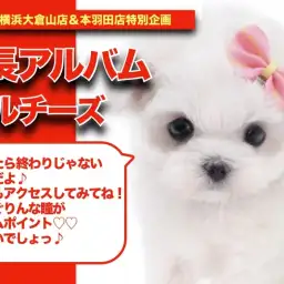 【 マルちゃんの成長アルバム 】真っ白柔らかフォルムのマルチーズちゃんの成長記!